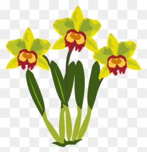 Clip Art Flor Flora Flower Nature Orchid Orchids - Clip Art - Transparent PNG Free Download