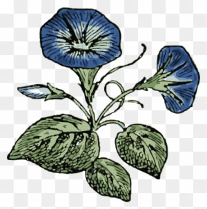 Flower, Flowers, Plant, Morning, Glory, Nature - Morning Glory Flower Vector - Transparent PNG Free Download