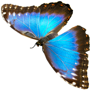 Natur, Tiere, Schmetterling, Insekt - Blue Morpho Butterfly - Transparent PNG Free Download