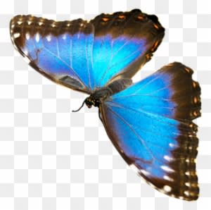 Natur, Tiere, Schmetterling, Insekt - Blue Morpho Butterfly - Transparent PNG Free Download