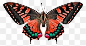 Natur, Tiere, Schmetterling, Insekt - Butterfly Colorful Art Design Pillow Case - Transparent PNG Free Download