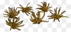 Spidergum Claw 6 Stück Natur 7 8cm - Brass - Transparent PNG Free Download