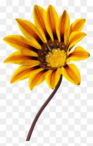 Nature Flowers - Gazania Png - Transparent PNG Free Download