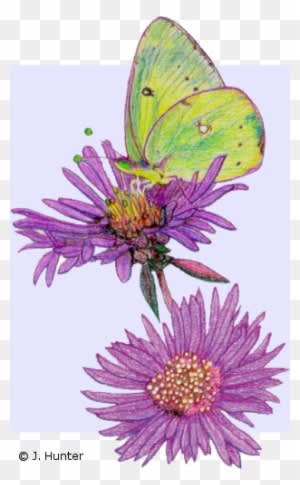 Color Nature Drawings - Color Nature Drawings - Transparent PNG Free Download