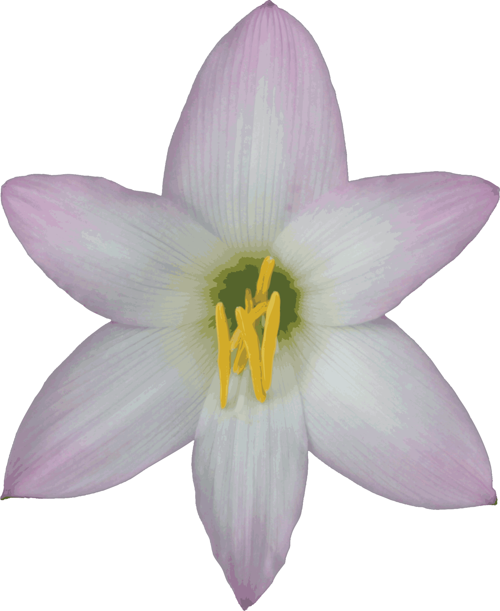 Free Transparent Background Nature Images Gif - Lily With No Background - Transparent PNG Free Download