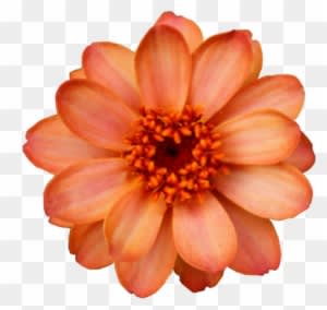 Hipster Vintage Design Orange Flowers Nature Pattern - Flower Cut Out Png - Transparent PNG Free Download