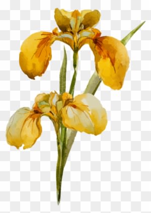 Wild & Natural Bouquets - Wild & Wondrous Flowers - Transparent PNG Free Download