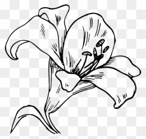 Flower Bloom Plant Lily Nature Calla Tattoo - Flower Coloring Pages For Adults - Transparent PNG Free Download