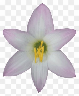 Free Transparent Background Nature Images Gif - Lily With No Background - Transparent PNG Free Download