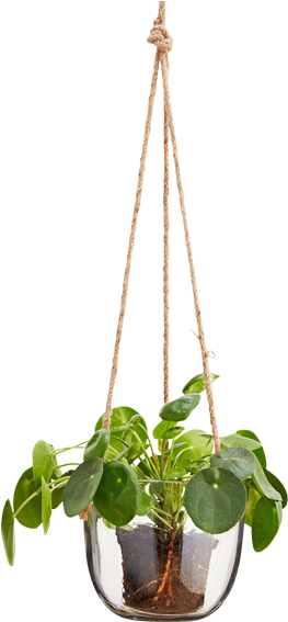 Hanging Glass Plant Pot Natural Cord - Hanging Glass Plant Png - Transparent PNG Free Download