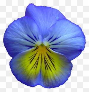 Pansy, Flower, Flowers, Summer Flowers, Purple, Nature - Blue And Yellow Flowers - Transparent PNG Free Download