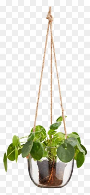 Hanging Glass Plant Pot Natural Cord - Hanging Glass Plant Png - Transparent PNG Free Download