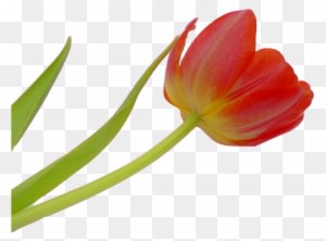 Tulip, Blossom, Bloom, Flower, Spring, Plant, Nature - Flower - Transparent PNG Free Download