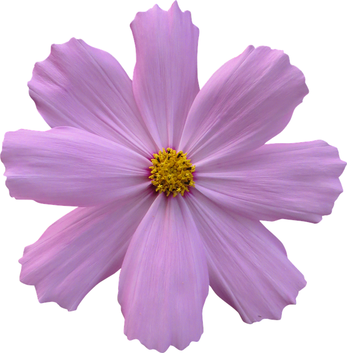 Cosmos, Flower, Garden, Nature, Purple - Purple Flower No Background - Transparent PNG Free Download