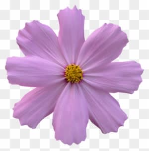Cosmos, Flower, Garden, Nature, Purple - Purple Flower No Background - Transparent PNG Free Download