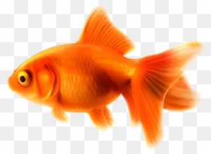 Full Hd Black Labrador Puppy Nature Animals Birds Wallpaper - Full Hd Black Labrador Puppy Nature Animals Birds Wallpaper - Transparent PNG Free Download