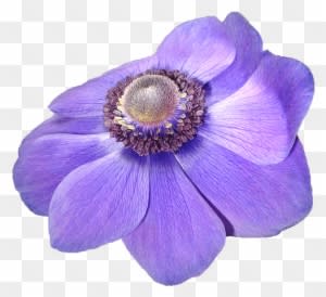 Anemone, Flower, Violet, Nature, Transparent Background - Anemone - Transparent PNG Free Download