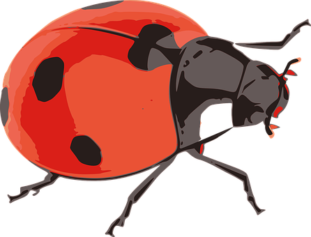 Ladybug Red Insect Nature Flying Little Be - 무당 벌레 Png - Transparent PNG Free Download