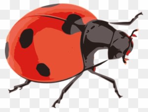 Ladybug Red Insect Nature Flying Little Be - 무당 벌레 Png - Transparent PNG Free Download