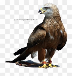 50 Beautiful Nature Wallpapers For Your Desktop Mobile - El Aguila Imagenes Png - Transparent PNG Free Download