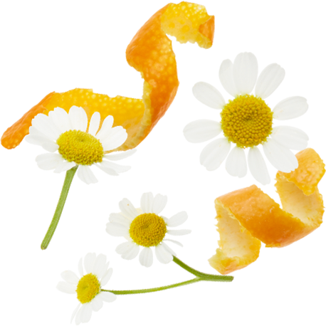 Orange Peels, Chamomile Flowers, Rosehips Peels, Lemongrass, - Chamomile - Transparent PNG Free Download
