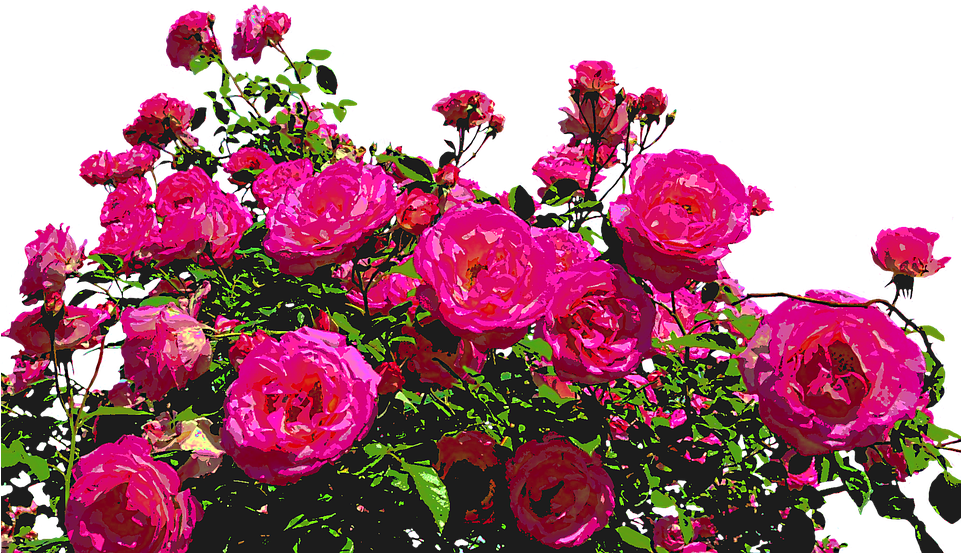Roses, Nature, Drawing, Flower, Rose Blooms, Blossom - Jardim De Flores Png - Transparent PNG Free Download