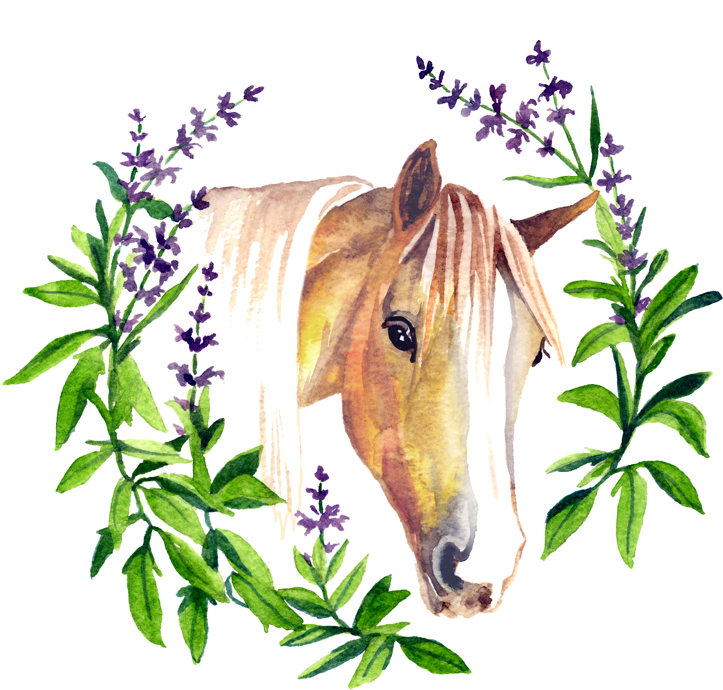 Sage By Nature - Sorrel - Transparent PNG Free Download