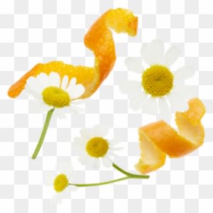 Orange Peels, Chamomile Flowers, Rosehips Peels, Lemongrass, - Chamomile - Transparent PNG Free Download