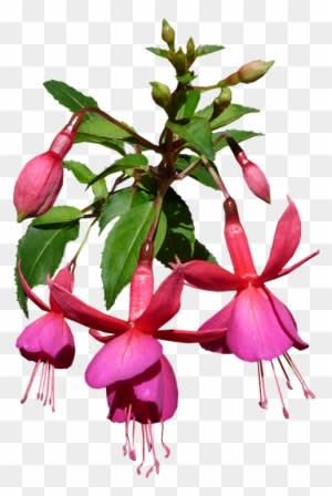 Nature, Beautiful, Flower, Flora, Disjunct - Flower - Transparent PNG Free Download