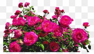 Roses, Nature, Drawing, Flower, Rose Blooms, Blossom - Jardim De Flores Png - Transparent PNG Free Download