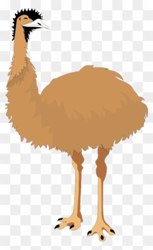 Australia, Bird, Wings, Nature, Animal, Flight, Emu - Emu Clipart - Transparent PNG Free Download