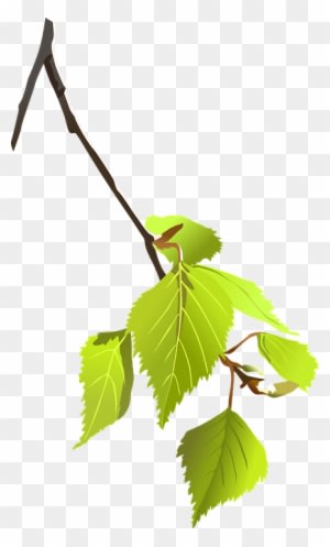 Birch, Branch, Leaves, Plant, Nature, Tree - Tree Branch Vector Png - Transparent PNG Free Download