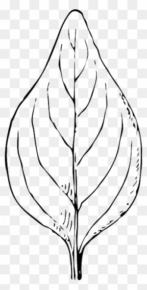 Outline, Leaf, Template, Plant, Automatic, Nature - Folha Preto E Branco - Transparent PNG Free Download