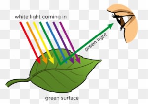 Http - //www - Mstworkbooks - Co - Za/natural Gd 0027 - Do We See Objects - Transparent PNG Free Download