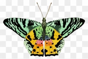 Nature Clipart Butterfly - Yellow Green Butterfly Png - Transparent PNG Free Download