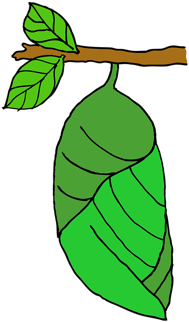 Pupa, Butterfly, Stage, Nature - Butterfly Eggs On A Leaf Coloring - Transparent PNG Free Download | PNGio