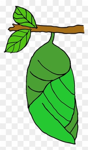 Pupa, Butterfly, Stage, Nature - Butterfly Eggs On A Leaf Coloring - Transparent PNG Free Download