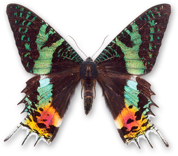 World Of Butterflies And Moths - Madagascan Sunset Moth - Transparent PNG Free Download
