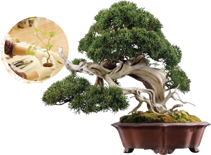 Bonsai Miniature Trees Are Earning International Accolades - 盆栽 松 - Transparent PNG Free Download