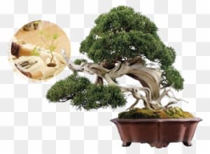 Bonsai Miniature Trees Are Earning International Accolades - 盆栽 松 - Transparent PNG Free Download