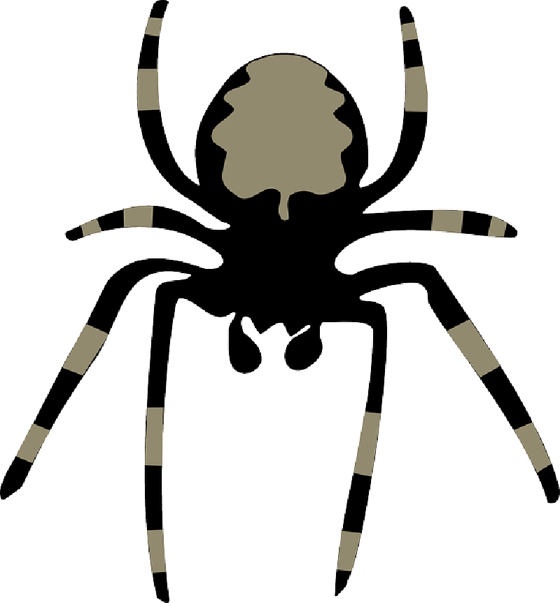 Horror Spider, Insect, Arachnoid, Animal, Nature, Fear, - Clip Art Spider - Transparent PNG Free Download