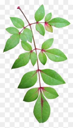 Leaves, Bamboo, Nature, Plant, Garden - Bamboo - Transparent PNG Free Download