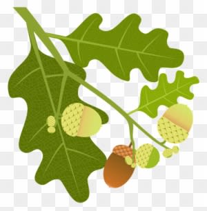 Oak, Acorns, Branch, Leaves, Nature, Tree, Tree Fruit - Oak - Transparent PNG Free Download
