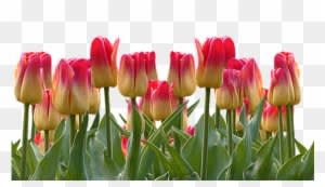 Tulips, Spring, Easter, Nature, Flowers, Blossom, Bloom - Cafepress ! Samsung Galaxy S8 Case - Transparent PNG Free Download