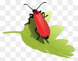 Beetle Bug Insect Leaf Nature Animal Anten - Beetles Clip Art - Transparent PNG Free Download