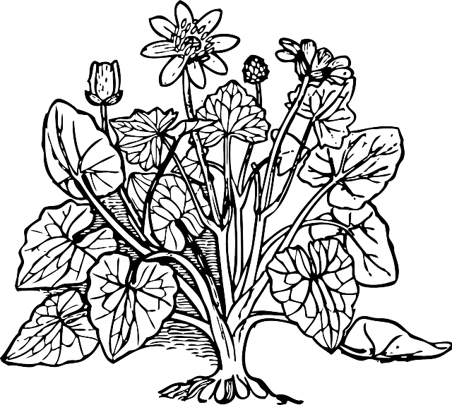 Celandine Outline, Plant, Nature, Lesser, Celandine - Coloring Picture Of Plants - Transparent PNG Free Download