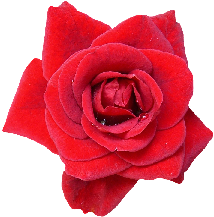Rose, Red, Blossom, Bloom, Flowers, Nature, Rose Blooms - Rose - Transparent PNG Free Download