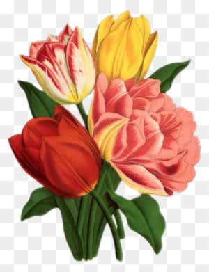 Tulip, Rose, Vintage, Bouquet, Nature, Flower, Green - Flower Graphicsfairy - Transparent PNG Free Download