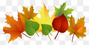 This Week The Children Continued To Explore The Season - Autumn Leaves Clip Art - Transparent PNG Free Download