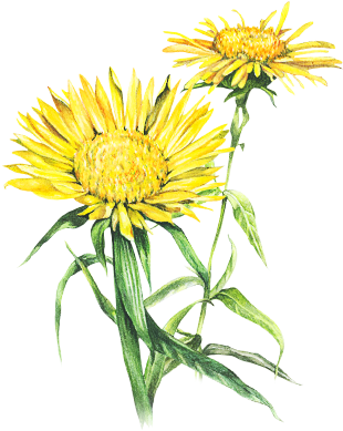 The Hair's Pigments, Whether They Are Natural Or Colored - Sunflower - Transparent PNG Free Download